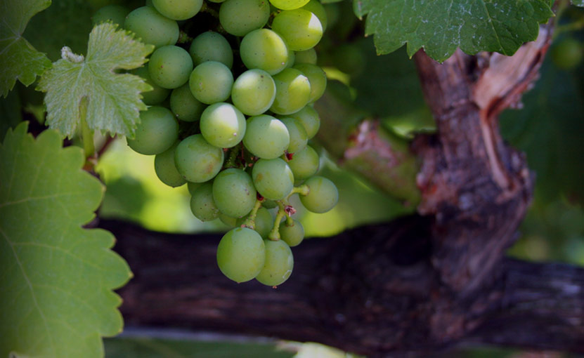 Home - Zichichi Wines - California Winery in the Heart of